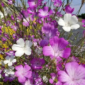 季節の花の画像 by k.miuさん | お出かけ先とムギセンノウと散歩と季節の花と乙女色クラブ