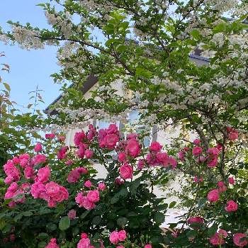 エゴノキの花の画像 by michi!さん | 小さな庭と薔薇　アンジェラとエゴノキの花と小さな庭からとミッチの会と薔薇の花と共に