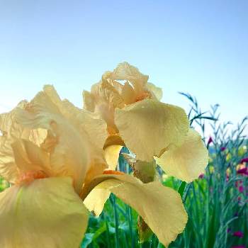 ジャーマンアイリス*の画像 by のばらさん | 広い庭とおはようと❤️M.family❤️とジャーマンアイリス*と黄色いお花と福島からのエール