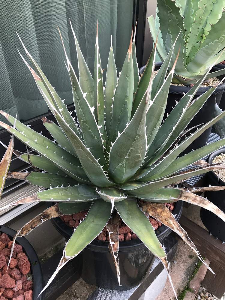 これが私のsodatekata アガベ編 Greensnap グリーンスナップ