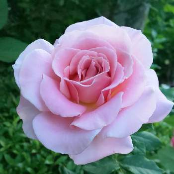 ピンクフレンチレースの画像 by オリーブの葉さん | バラとピンクフレンチレースとばら バラ 薔薇とピンクの花と毎日ローズショーとピンクの日とバラ 鉢植えとバラ好きとばら❤とお庭とピンクのブーケ(花束)とバラを楽しむと19日はピンクの日!とバラ・ミニバラ