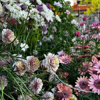 ラナンキュラスラックス・アイオリアの画像 by つばきさん | 鉢植えとオステオスペルマム。と花がある暮らしとラナンキュラスラックス・アイオリア