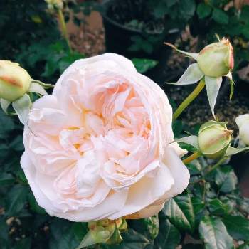きれい✨の画像 by フレンチトーストさん | 小さな庭と薔薇ボレロ✾とグリーンライフ♡と薔薇の季節ですね〜❣️と薔薇の庭と緑のある暮らしとたのしみ❤️ときれい✨と香りの良い薔薇✨