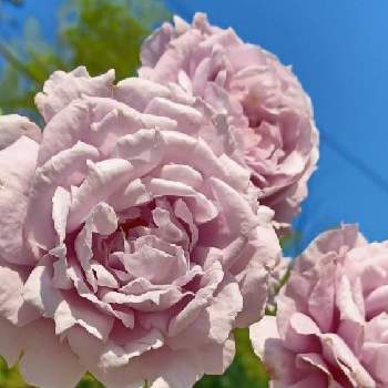 綺麗〜❤️の画像 by mimiさん | 小さな庭と綺麗〜❤️とうどんこ病に負けるな！とお花が好き♡とばら❤と薔薇 ノヴァーリス