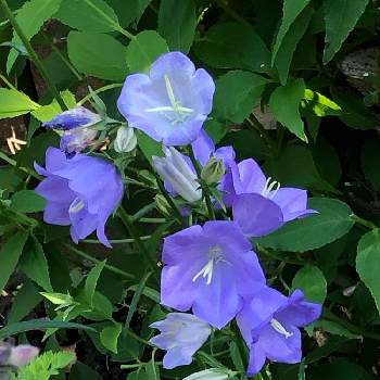 紫のお花の画像 by ふわふわり＊さん | モモバキキョウ(桃葉桔梗)と小さなしあわせ♡と花姿とガーデニング大好きと花と暮らすと紫のお花