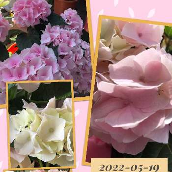 紫陽花,ピンクの花,母の日プレゼント,大好き群馬,ピンクワールドへ ようこその画像