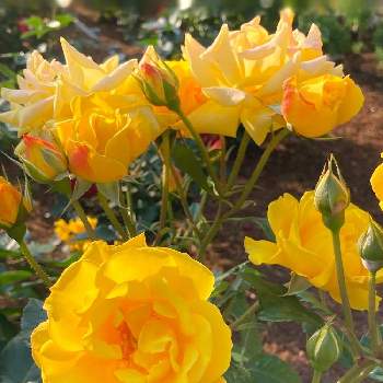 いつもありがとうの画像 by misumi (美澄)さん | 良い一日をとばら バラ 薔薇と通勤途中といつもありがとうと黄色いバラとiPhone撮影