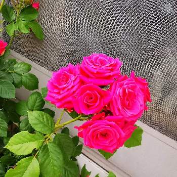 oriの自由なピンクの日の画像 by オペラレッドさん | ばら バラ 薔薇とピンクの薔薇と薔薇好きと薔薇のある暮らし♡と薔薇大好きとばらに魅せられてと薔薇の花とoriの自由なピンクの日