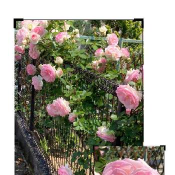 ピンクのバラ♡の画像 by manabeさん | アプローチとバラ、薔薇、ばらとバラ　フェンスとバラ科とピンクのバラ♡と#駐車場横