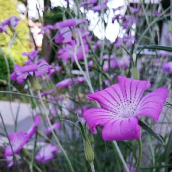 ムギナデシコの画像 by くるりんさん | 小さな庭とアグロステンマとムギナデシコとピンクの花と花のある暮らしとおうち園芸