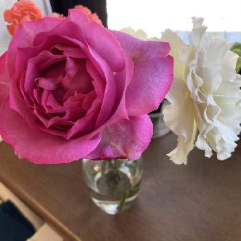 香る花の画像 by タマラさん | 窓辺とバラ サーシャとバラ イブ ピアッチェとピンクの花と香る花と森農園　切り花品種と白い花とバラ・ミニバラ
