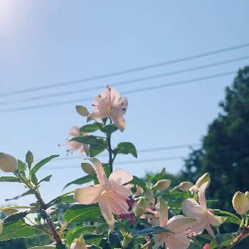 暖かい日の画像 by りんさん | バルコニー/ベランダとフクシアと暖かい日と晴れの日と可愛いお花と癒しとおうち園芸とピンク大好きと薄いピンクの花とつぼみがたくさんと花のある暮らしと青空