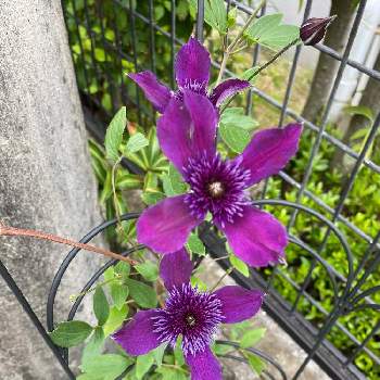 紫のお花の画像 by みーさんさん | クレマチス　アフロ　ボーイと花のある暮らしと小花好きとクレマチス♡と紫のお花