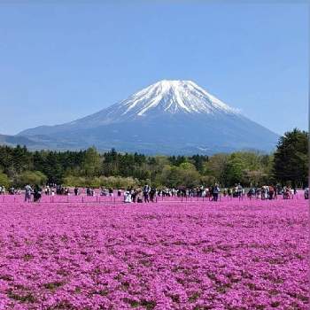 富士芝桜まつりの投稿画像一覧 Greensnap グリーンスナップ