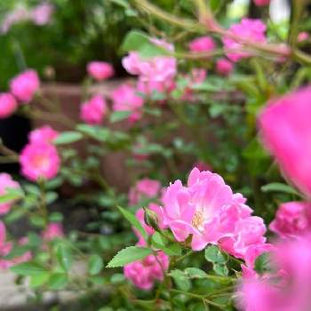 ピンクの可愛い花の投稿画像一覧 Greensnap グリーンスナップ