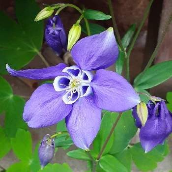 ミヤマオダマキ♪の画像 by マルナムさん | お花大好きとおうち園芸とみどり大好きと可愛い〜♡と❤️いいね、ありがとうとチーム・ブルーNo.104と癒されます♥と花のある暮らしと青い花マニアとチーム・ブルーとミヤマオダマキ♪