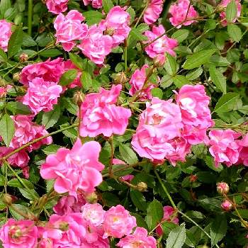 うれしいの画像 by 杏子さん | お出かけ先と19日はピンクの日♪とピンク祭と幸せと毎日ピンクの日とばら バラ 薔薇とみにばらと極小ミニバラとピンク❤︎ピンクとピンクにドキッとうれしいとピンク愛好会とピンク大好きとしあわせ♡とピンクにキュンですとかわいいと19日はピンクの日!と楽しい