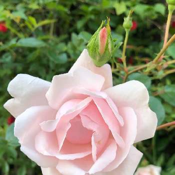 ニュードーンの画像 by La vie en roseさん | 小さな庭とバラ、薔薇、ばらとつるバラニュードーンと薔薇とつるバラ　ニュードーンとミニバラ・バラとバラとニュードーンとスマホ撮影とばら バラ 薔薇と癒しとおうち園芸と今日の一枚とピンク大好きと薔薇が好きと花いろいろと乙女色クラブとバラが好きと花のある暮らしとばら 薔薇 バラと花が好きと19日はピンクの日!とiPhone撮影