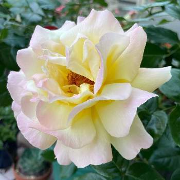 コンテナガーデンの画像 by hanabanaさん | 小さな庭とピースとばら バラ 薔薇と半日陰と可愛い花とコンテナガーデンと鉢植えとバラが好きと小さな小さな庭と花のある暮らしと❤︎カワイイ❤︎と花が好き
