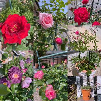 ブルーフォーユーの画像 by lavender &rose  さん | フェンスとバラ ストロベリーアイスとブルーフォーユーとシレネとつるバラ 羽衣と深紅のバラの花と赤いバラ（薔薇）とグリーンアイスとミニバラとラブリー♡とばら バラ 薔薇とピンクの花とバラ大好きと紫色の花とバラのある暮らしとThe nameless roseと❤️愛おしいとThe・バラと四季咲きと花友さんに感謝♡と赤い花と花いろいろと色の変化と癒されます♥と花のある暮らしと薔薇♪とマイ♡ローズガーデンとバラを楽しむと赤いバラ