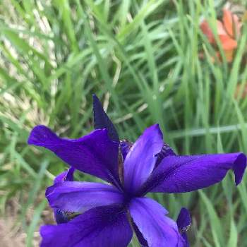 毎年楽しむの画像 by たかちゃんさん | 小さな庭とお友達からの頂き物と紫のお花と毎年楽しむ