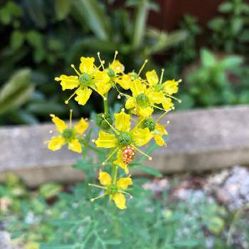 てんとう虫の画像 by ベルガモットさん | てんとう虫と癒しと成長中と黄色い花とハーブと地植え