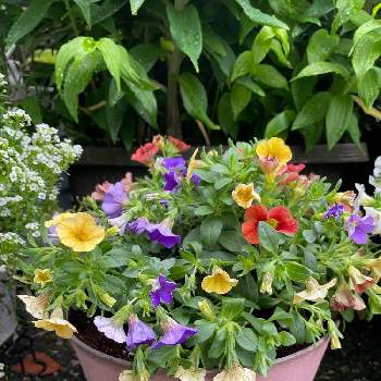 カサブランカ,アリッサム,カリブラコア,寄せ植え,花のある暮らしの画像