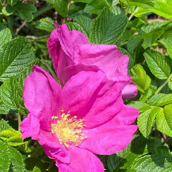 素敵な時間の画像 by n i eさん | お出かけ先とハマナスとピンクのお花と薔薇のお花と笑顔で元気いっぱいにと素敵な出会いに感謝と素敵な時間とハマナスの花と元気をチャージと筑波実験植物園