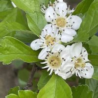 サンザシ,白い花,向島百花園,今日のお花,お出かけ先の画像