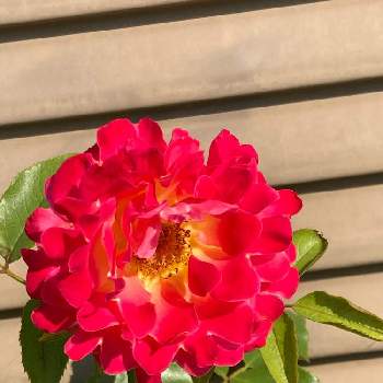 マイブームの画像 by 有明の春さん | 薔薇愛とわれら17年組と元気に育ててますよと花のある暮らしと大好き♡︎ʾʾとマイブームとチーム福岡
