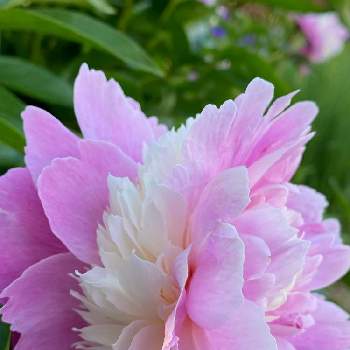 oriの自由なピンクの日の画像 by ねこ♡さん | シャクヤク・ピンクソルベットと君も花が好きなのかと自宅近くと平穏な日々への願いとoriの自由なピンクの日と19日はピンクの日!とGSの皆様に感謝♡