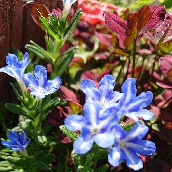 タキイの画像 by りんめるさん | 小さな庭と青い花とタキイとミヤマホタルカズラ！