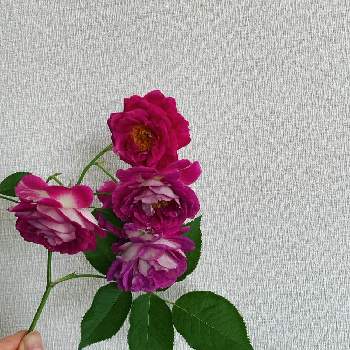 薔薇オルフェオ,薔薇愛同盟,薔薇好き,花瓶,おうち園芸の画像