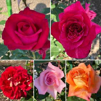 薔薇初心者の画像 by hirocoさん | お出かけ先と薔薇とマガレットとベルルージュとベロニカ ファーストラブと花のある幸せと福島県とGSのみなさんに感謝♡とありがとう ♡♡とGSに感謝。と薔薇初心者と開成山公園と花のある暮らしと近くの小さな薔薇園