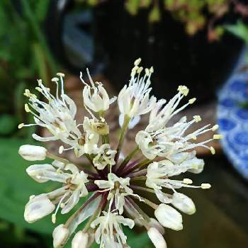 行者ニンニクの投稿画像一覧 Greensnap グリーンスナップ