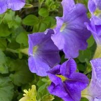 ペチュニア,紫色のお花,小さな庭の画像