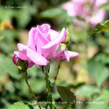 荒牧バラ園の画像 by ハナコさん | お出かけ先と薔薇 マダム・ヴィオレとバラ♪と荒牧バラ園