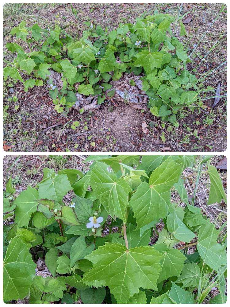 酔芙蓉 (スイフヨウ)｜🍀GreenSnap（グリーンスナップ）