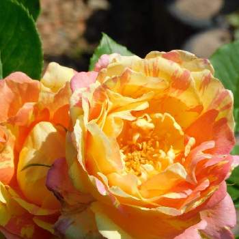 バラ     モーリス ユトリロの画像 by ナツちゃんさん | 小さな庭と華やかと鉢植えとバラ     モーリス ユトリロとガーデニングと花のある暮らし
