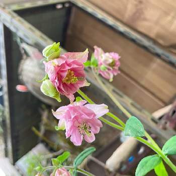 実家の庭の画像 by kibunwaryokoさん | 好きな花とピンクの花とおうち園芸とつぼみと実家の庭と今年も咲きましたと父の花と母の花と花いろいろと元気に育ててますよとみつけたと花のある暮らし
