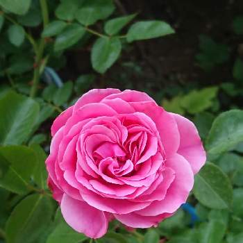 ダ・ヴィンチの画像 by フロちゃんさん | 小さな庭とダ・ヴィンチと鉢植えとピンクの花と花のある暮らし