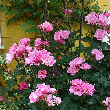いい色♡の画像 by ＹＵＭＩＫＯさん | 小さな庭と私の癒し♡と薔薇愛同盟と花が好き❤とわれら17年組とおうち園芸とお花に癒されてと植中毒とパーマネントウェーブと花のある暮らしとYUMIKO薔薇2022と大好き♡︎ʾʾとかわいいな♡といい色♡