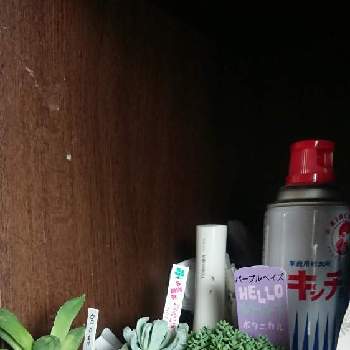  ロッティの画像 by 猫を吸いたいさん | 玄関と多肉植物と姫秋麗（ひめしゅうれい）と トップスプレンダーと ロッティと賢者の土と多肉の土と パープルヘイズとハオルチア宝の寿