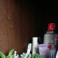 多肉植物,姫秋麗（ひめしゅうれい）, トップスプレンダー, ロッティ,賢者の土の画像