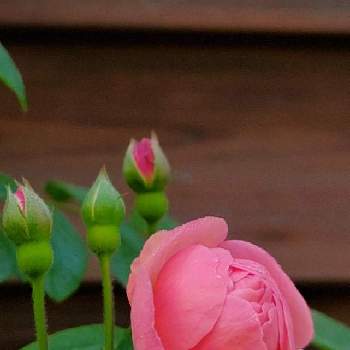 コーネリアの画像 by Nar2さん | 小さな庭と花のある暮らしとコーネリアとばら バラ 薔薇と２０２０年５月同期と19日はピンクの日!