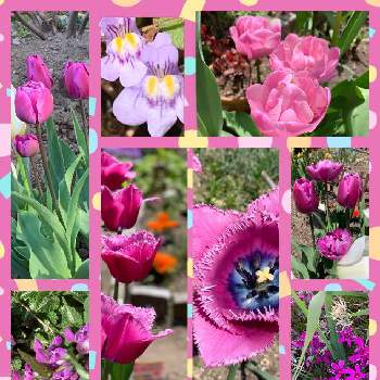 しあわせ運べるようにの画像 by キキさん | 小さな庭とピンクカラーアラカルトとピンク ぴんく Pinkと小さな花で幸せをとピンクの花と最愛の友へ届けとLife is beautifulと毎月19日はピンクの日と美しく咲くと花言葉に心をのせてとはなのある暮らしとめぐり逢と楽しく元気に頑張ろうと皆んな幸福にとピンクとしあわせ運べるようにといつも心に太陽をとげんきもらえますとピンクワールドへ ようこそと今この時を切に生きると明日はきっと良い日になると19日はピンクの日!