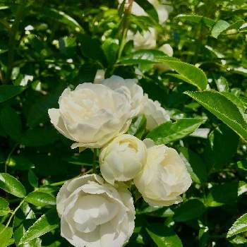 季節の花の画像 by C.Brushさん | バラとバラ スプレーウィットとばら バラ 薔薇と季節の花と今日の一枚と可愛いと白い花とバラ・ミニバラとバラを楽しむ