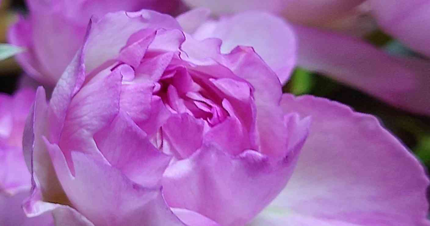 vol.6挿し木🥀𓈒𓂂𓇬成長記録✍️📝️ᝰꪑ📱｜🍀GreenSnap（グリーン