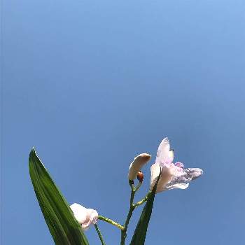  シランの画像 by あきらさん | 小さな庭と口紅シランと シランと咲いた咲いたと山野草と初夏のお花と『秋植え球根2022』フォトコンテストと青空