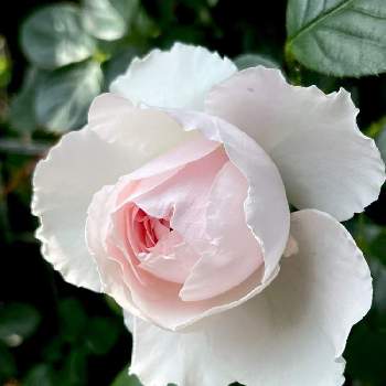 iPhone13の画像 by マリアさん | 小さな庭と薔薇 クリスティアーナとmy garden♬とさいた✨とiPhone13とノンフィルターとB型と庭の植物と可愛いピンクとI love plants❣️と鉢植えと12月生まれ♪と植え中毒と花のある暮らし